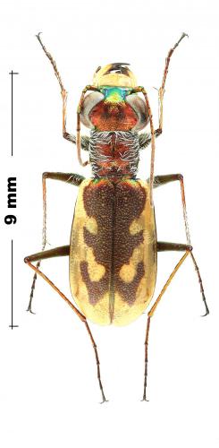 Sumlinia halophila
